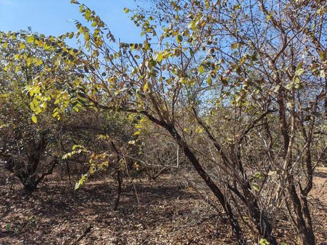 2 000 m² Land available in Marloth Park