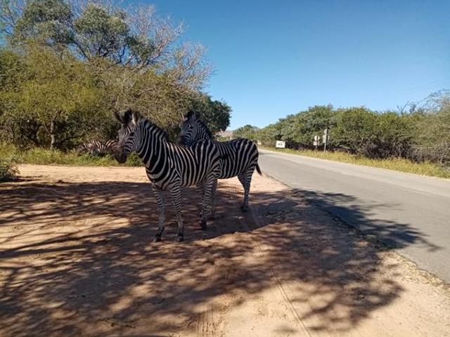 2 000 m² Land available in Marloth Park