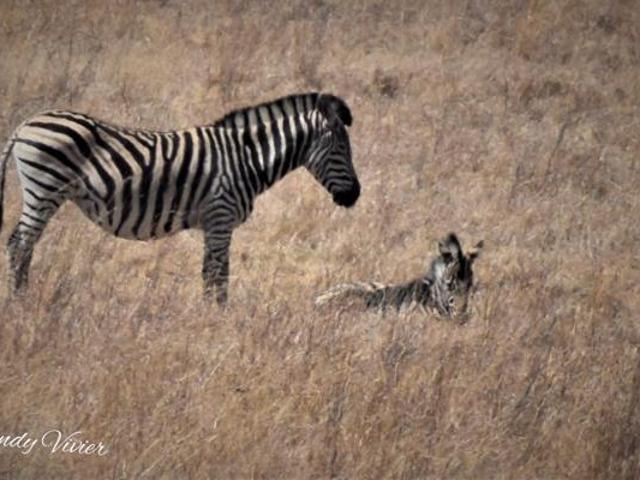 2 262 m² Land available in Lekwena Wildlife Estate