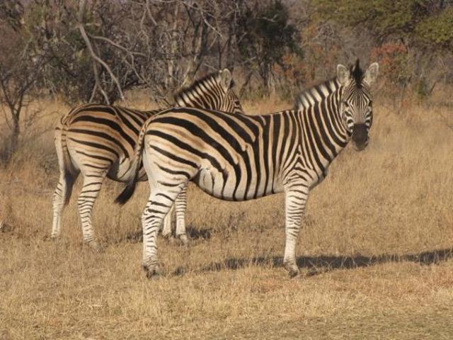 2 320 m² Land available in Thabazimbi