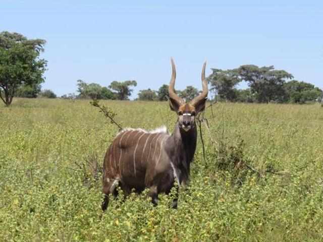 2.3 ha Land available in Modimolle Nylstroom Outlying