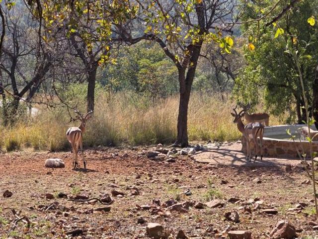 2 500 m² Land available in Zwartkloof Private Game Reserve