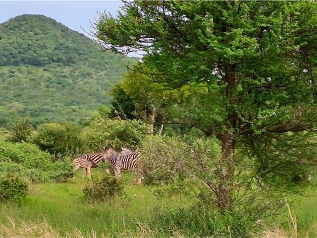 2 500 m² Land available in Zwartkloof Private Game Reserve
