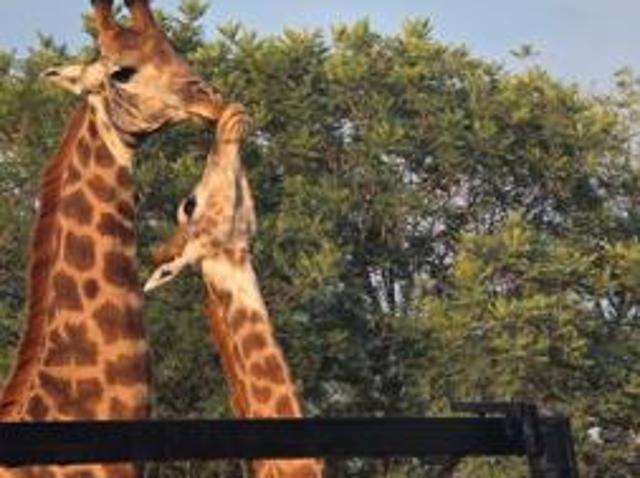 2 500 m² Land available in Zwartkloof Private Game Reserve