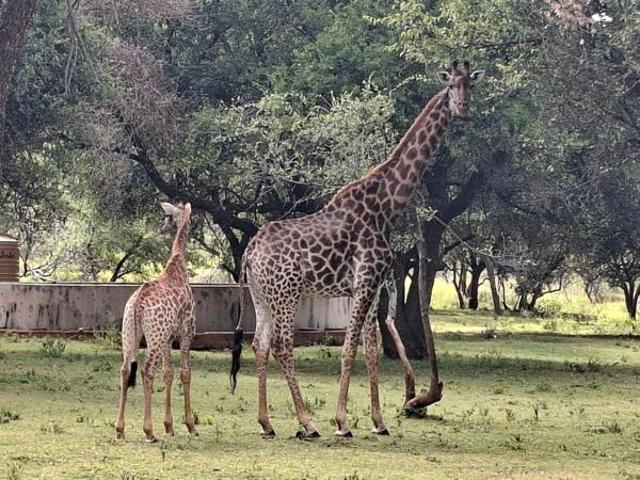 2 500 m² Land available in Zwartkloof Private Game Reserve