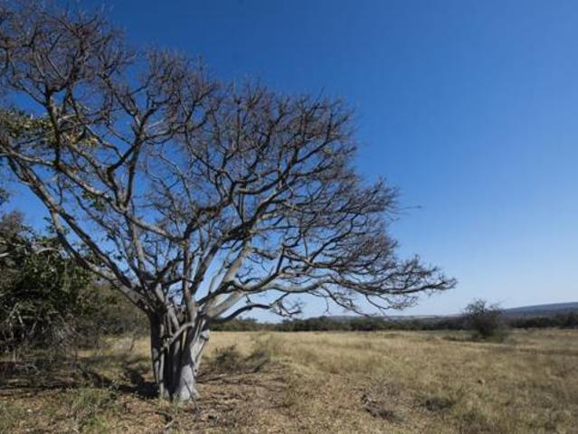 2.5 ha Land available in Modimolle Nylstroom