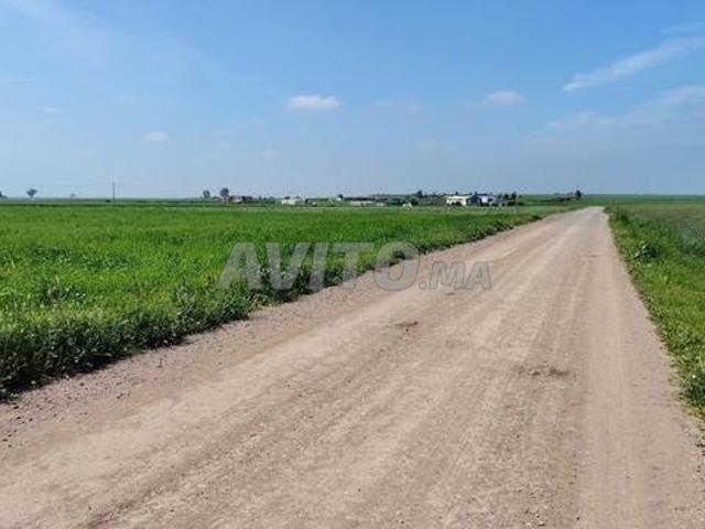 2.62 ha titrés à Benslimane zyayda