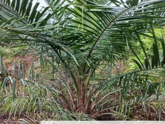2.6 acres oil palm land at Tanjong Sepat, Kuala Langat