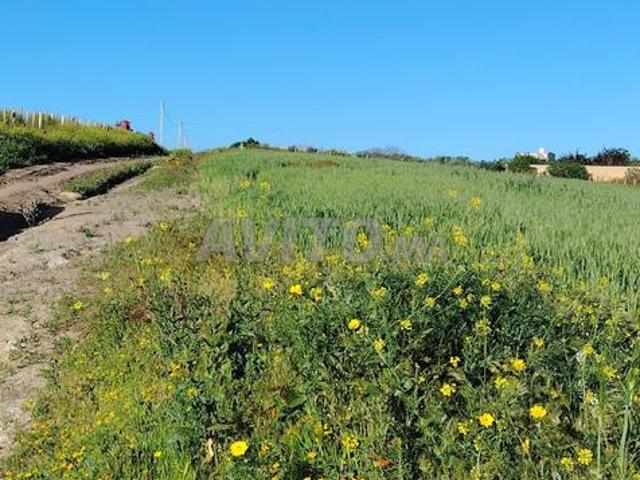 2.8 ha titré à Benslimane zyayda
