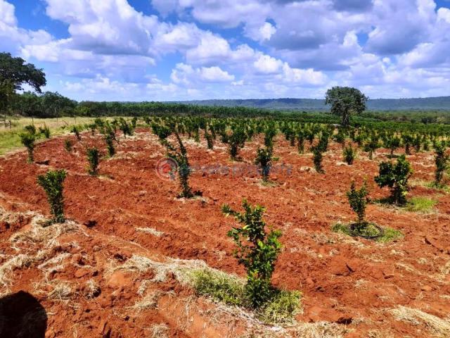 305 Acre Riverfront Farm In Makueni County, Perfect For Agriculture And Eco Tourism