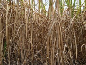 30 HECTAREAS EN CAMARON DE TEJEDA, VERACRUZ