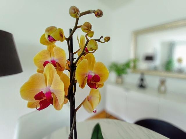 31/2 ROOM APARTMENT IN EBIKON LU, FURNISHED, TEMPORARY