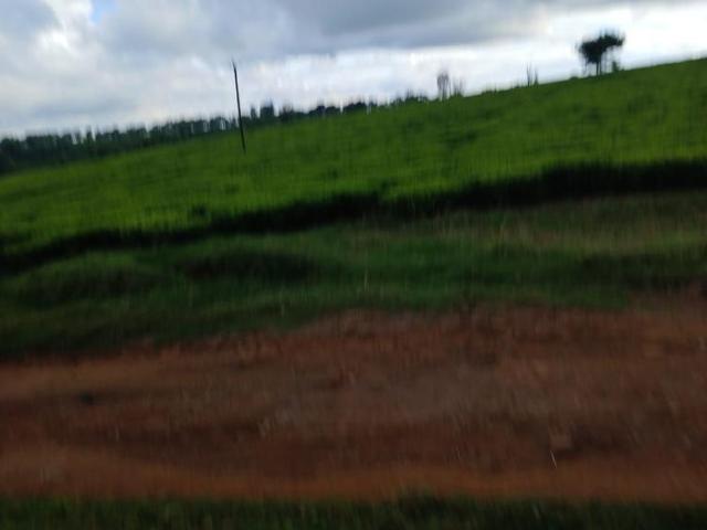 31 Acres of Prime Land in Tigoni Limuru