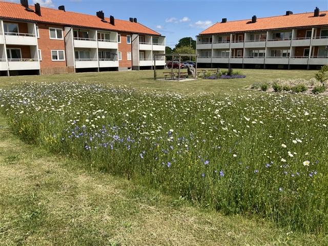 31 m2 lägenhet i Hammenhög