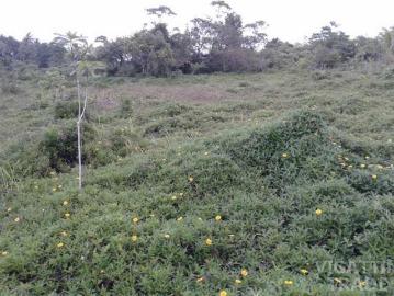 33000 sqm Lot San Lorenzo Guimaras