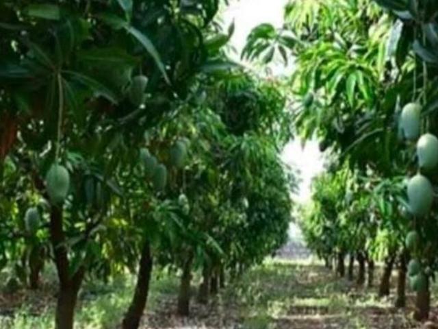 350 Acer Mango Tree Land For Sale In Shindudurg For Sale Price 55cr Commercial Land 350 Acre in Sawantwadi Sindhudurg Listing ID: #9854