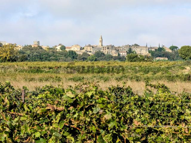 3753m2 de vigne.