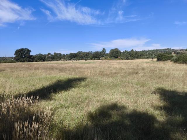 38.500M2 de terreno rural sustentável com oliveiras, grande poço profundo e um pequeno rio Cafede Castelo Branco