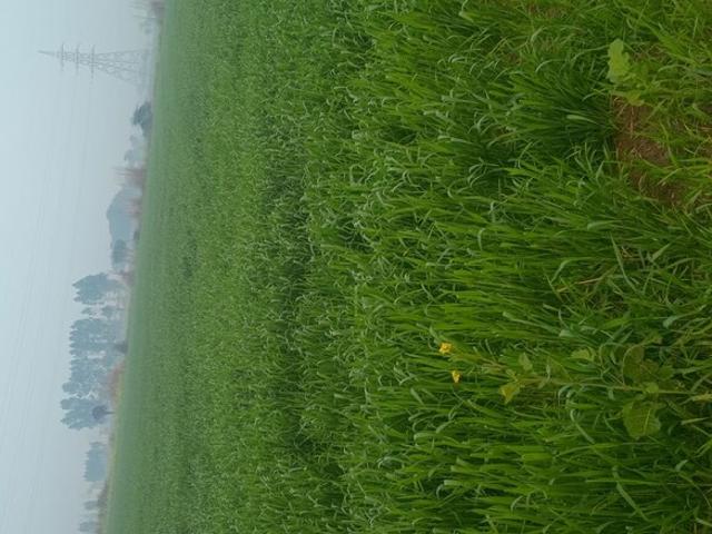 3 Acre Plot in Hodal Palwal Listing ID: #9886