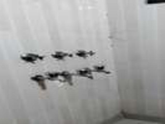 3 BHK Flat In Mahaveer Bhawan For Sale In Rohini