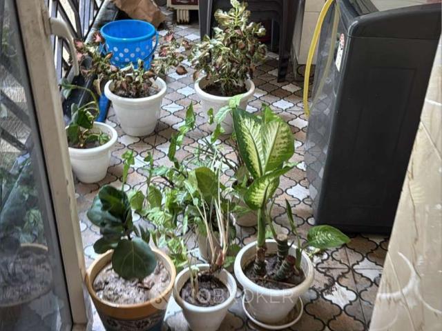 3 BHK Flat In Saya Gold Avenue for Rent In Indirapuram Ghaz