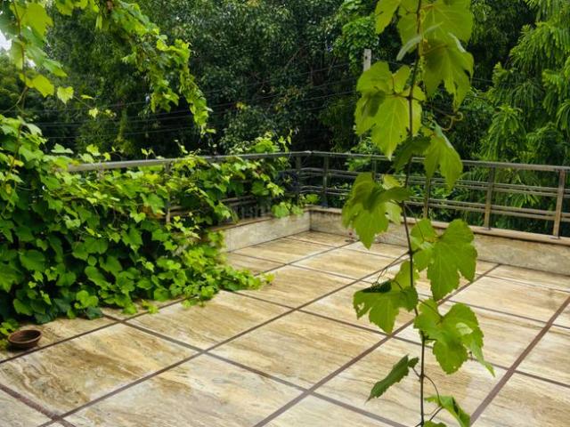 3 BHK Independent Builder Floor in Sector 02 for rent Bahadurgarh. The reference number is 20852126