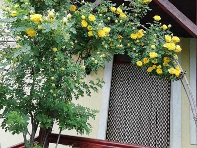 3 camere, casa de vanzare Hunedoara judet, Deva 8916 •