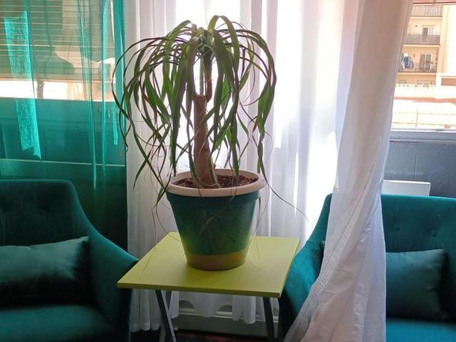 3 Dormitorio Shared Living/Roommate Barcelona Barcelona 87730276