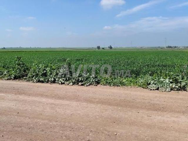 3 ha titré à Benslimane commune zyayda