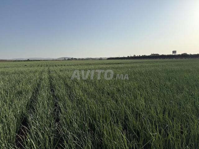 3 hectares à vendre