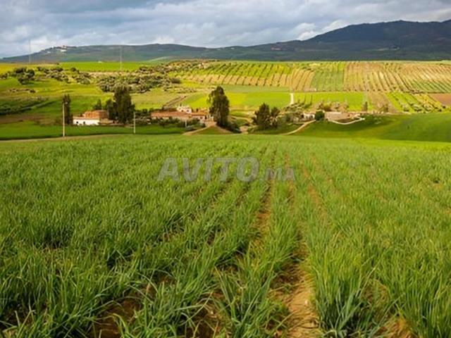 3 hectares de terrain agricole à vendre