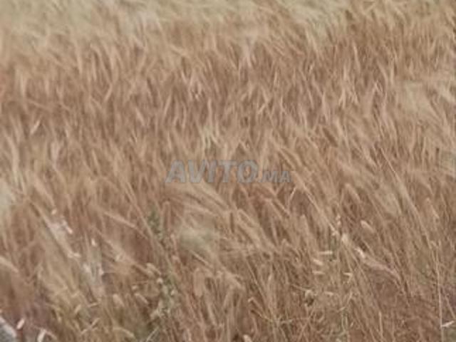 3 hectares et demi agricoles royales près de Tiflet 30 millions par hectare