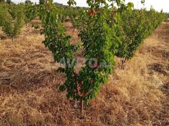 3 hectares et demi titrés à vendre