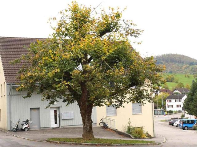 3.5 Zimmer, 78 m², 1. Stock