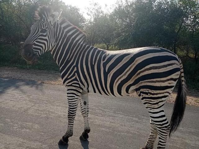 3 800 m² Land available in Marloth Park