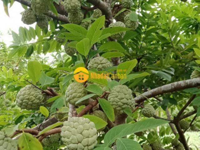 Đất cô tô giá rẻ, gần biển, độ tăng giá cao
