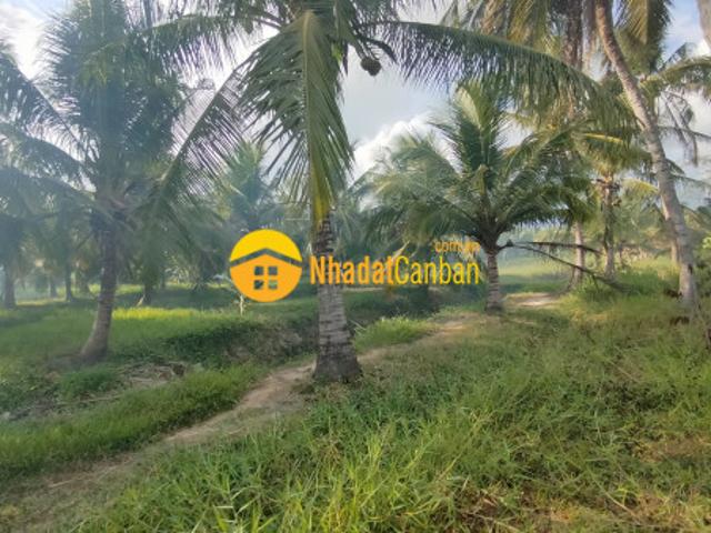 Đất rẻ thơm 3000m2 hòa lơi, thạnh phú, bến tre