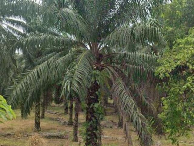 Taman Kulai