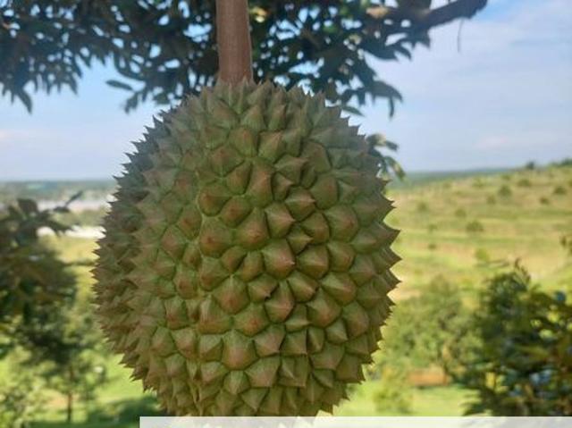 Taman Lawan Kuda
