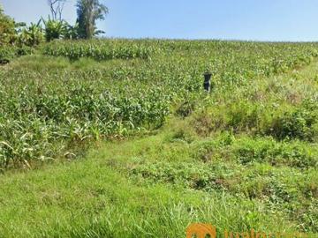 Tanah 50,1 are, Desa Tanguntiti Br. Pondok Mekar Selemadeg Timur Tabanan