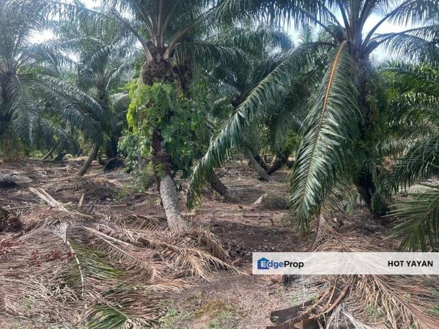 Tanah 2 ekar untuk dijual Kuala Langat