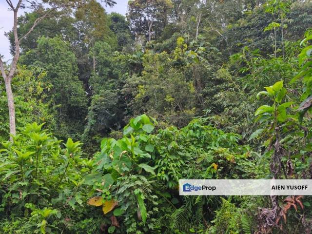 Tanah Tepi Jalan Kechau Berhampiran Bandar Baru Kuala Lipis