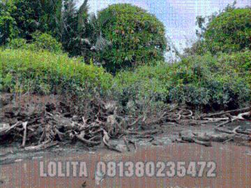 Tanah dijual di Kapuas Kuala, Kapuas