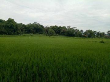 Tanah dijual di Krangkeng, Indramayu