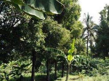 Tanah dijual di Mandalawangi, Pandeglang