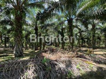 Tanah dijual di Sepaku, Penajam Paser Utara