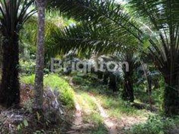 Tanah dijual di Sepaku, Penajam Paser Utara