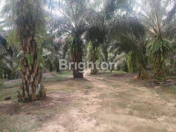 Tanah dijual di Penajam, Penajam Paser Utara