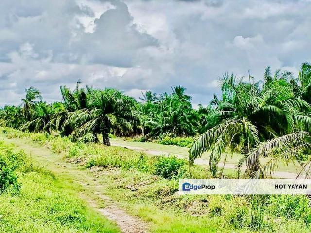 Tanah Kelapa Sawit 97 Ekar Kuala Langat