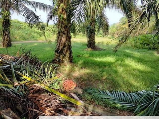 TANAH KELAPA SAWIT DI AYER TAWAR, PERAK